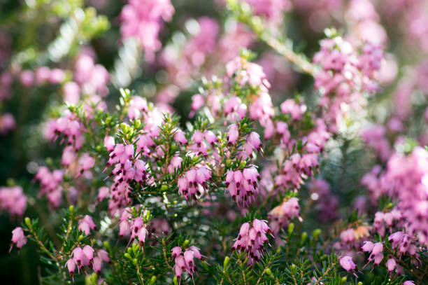 Erica carnea protected woodland flower in bloom, small flowers and leaves on little shrub Erica carnea protected woodland flower in bloom, small flowers and leaves on little forest wild shrub erica flower stock pictures, royalty-free photos & images