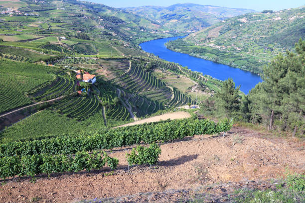 istock Terraced vineyards on banks of River Douro 1190413281