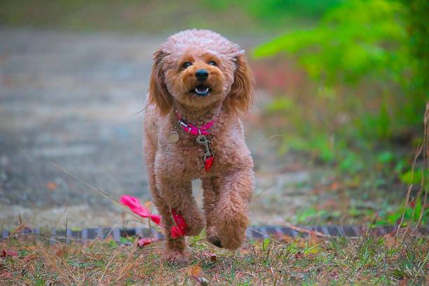 istock dog 223 Dog-walking 1190417406
