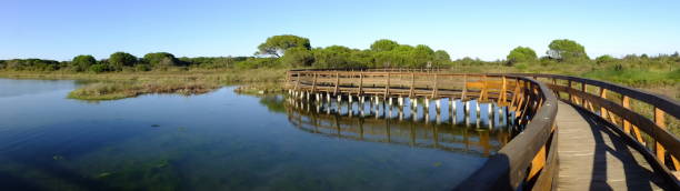 passeio à mar a ponte no jardim botânico do delta de po no pântano de sal na égua de rosolina - rovigo - fotografias e filmes do acervo