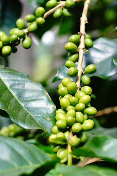 frijoles de café verde vibrante - kona coffee fotografías e imágenes de stock