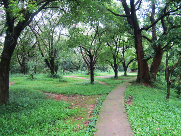 istock Beautiful road in the garden with trees 1190421102