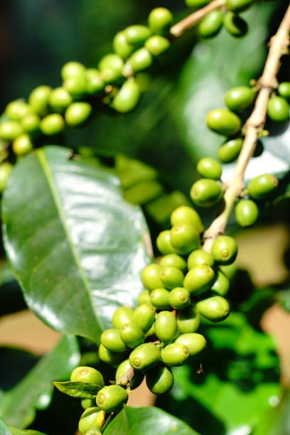istock Green coffee fruits and tree 1190421123