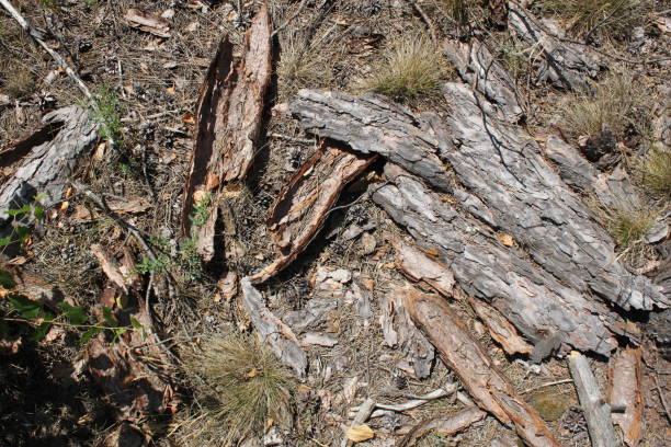 istock tree bark on the background of forest land 1190422001