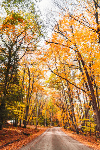 istock autumnal footpath in autumn 1190422183