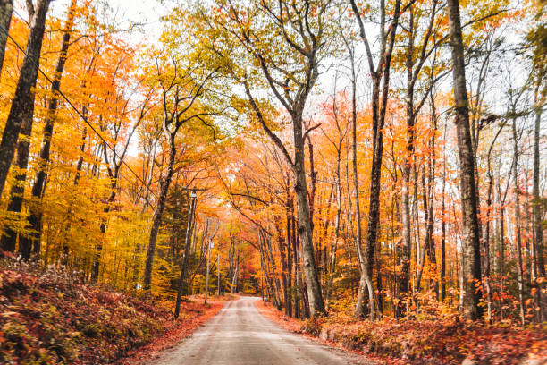 istock autumnal footpath in autumn 1190422461