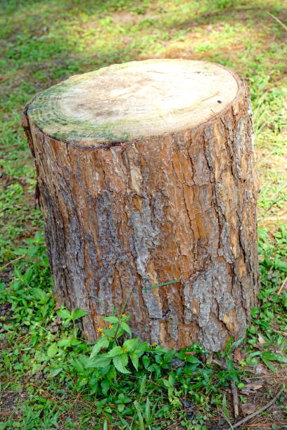 istock Stump on the green grass in the forest 1190423047