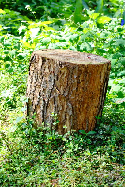 istock Cross section of a perfectly cut tree trunk 1190423344