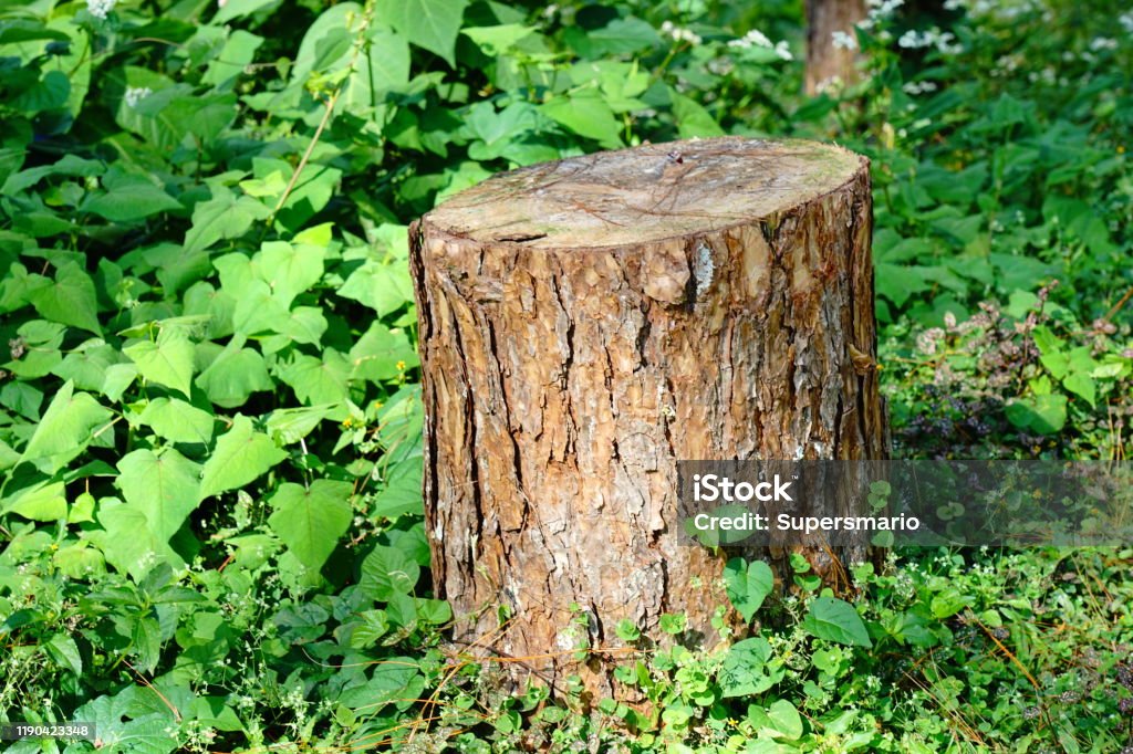 Forestry Scene Tree stump Branch - Plant Part Stock Photo Forestry Scene Tree stump Branch - Plant Part Stock Photo