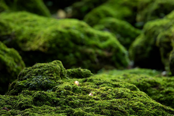 hermoso musgo verde brillante crecido cubrir las piedras ásperas y en el suelo en el bosque. mostrar con vista de macro. rocas llenas de la textura de musgo en la naturaleza para fondo de pantalla. - musgo fotografías e imágenes de stock