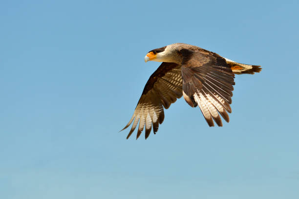 istock Southern Crested Caracara in flight 1190424290