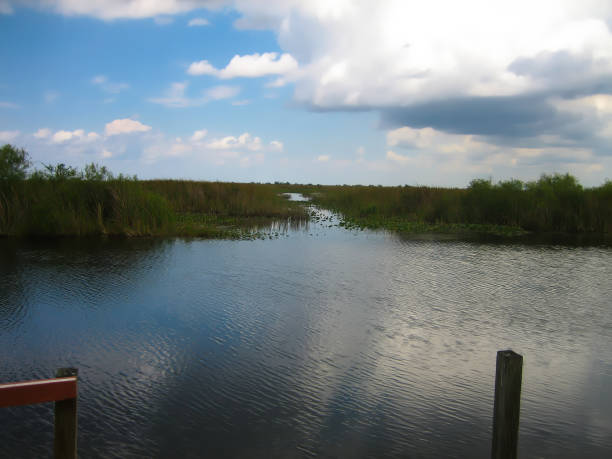 istock View over the water into the Everglades 1190424293