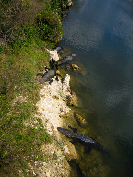 Alligators looking out of the water in the Everglades