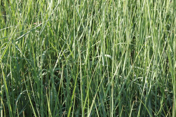 istock texture of a green grass 1190424839