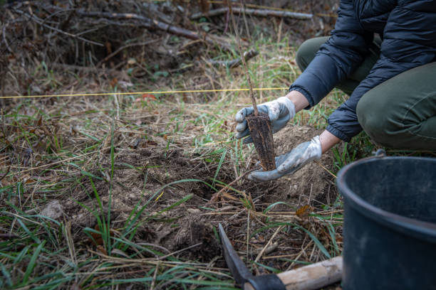 istock plantation of young trees for forest regeneration after intervention by natural elements 1190424886