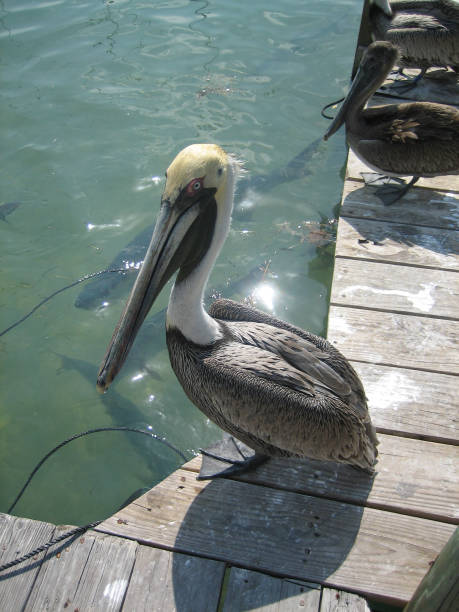 istock Close up of a Pelican on a pier 1190424906