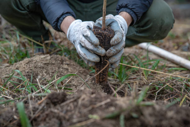 istock plantation of young trees for forest regeneration after intervention by natural elements 1190426084