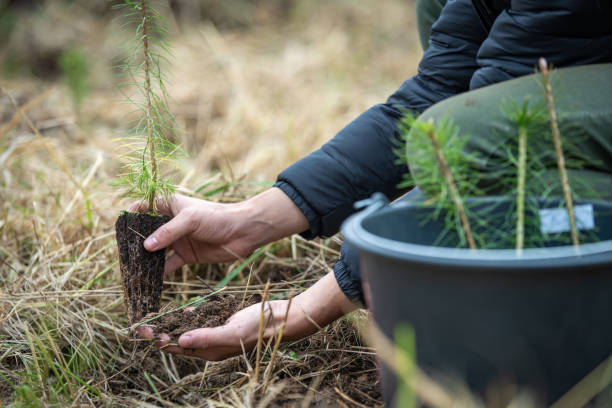istock plantation of young trees for forest regeneration after intervention by natural elements 1190426118