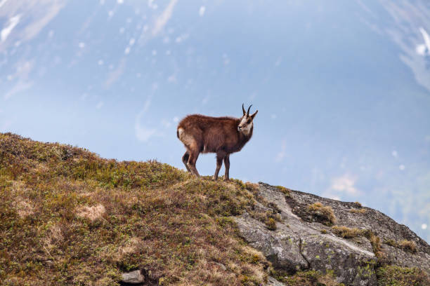 istock Chamois in High Tatras National Park 1190426587
