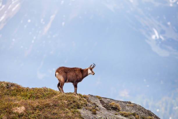 istock Chamois in High Tatras National Park 1190426599