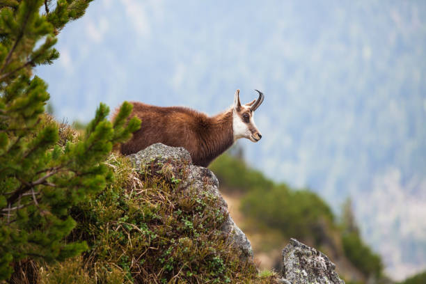 istock Chamois in High Tatras National Park 1190427178