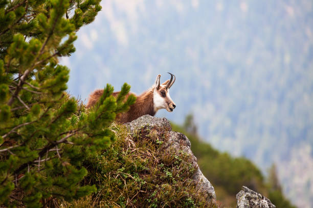 istock Chamois in High Tatras National Park 1190427209