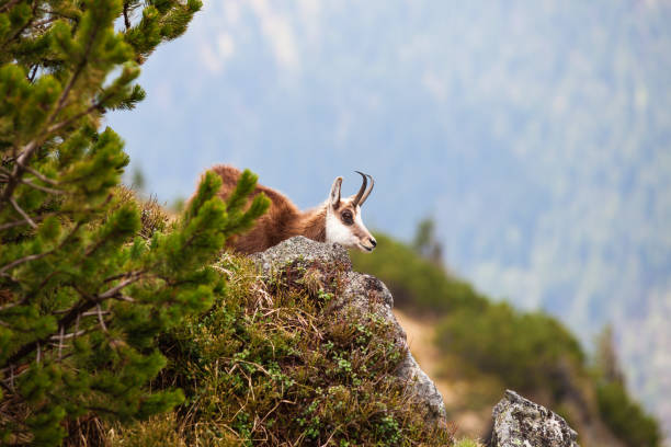 istock Chamois in High Tatras National Park 1190427242