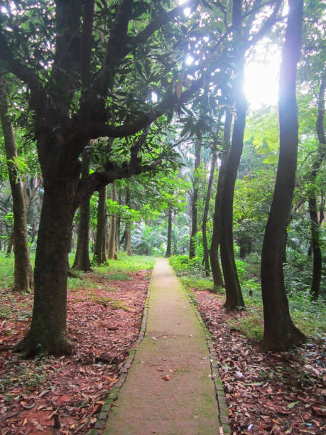 istock Beautiful road in the garden with trees 1190427321