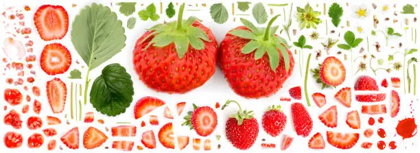 Large collection of strawberry fruit pieces, slices and leaves isolated on white background. Top view. Seamless abstract pattern.