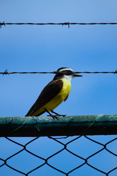 istock Great Kiskadee (Pitangus sulphuratus) perching on wire fence. Urban Scene. Freedom concept. 1190427731