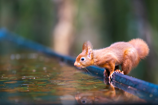 A red squirrel standing next to water in woodland in Dumfries and Galloway, south west Scotland