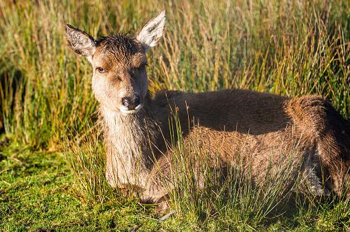 Female red deer in a rural setting in Dumfries and Galloway, south west Scotland