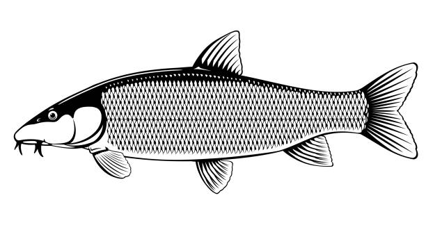 Common barbel fish isolated illustration Realistic common barbel fish isolated illustration, one freshwater fish on side view barbel stock illustrations