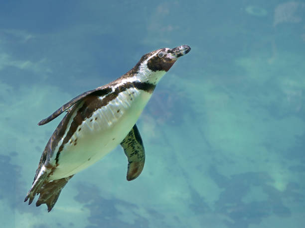 istock Humboldt penguin under water 1190430601