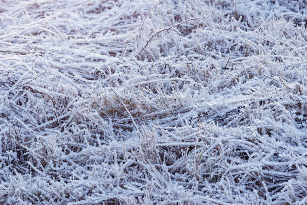 istock Dry and frozen plants on the meadow. 1190433262
