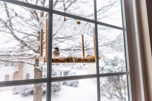Town wildlife as a robin eats from a window suet feeder