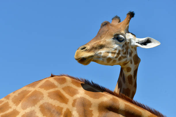 głowa żyrafy - giraffe two dimensional shape heavy horned zdjęcia i obrazy z banku zdjęć