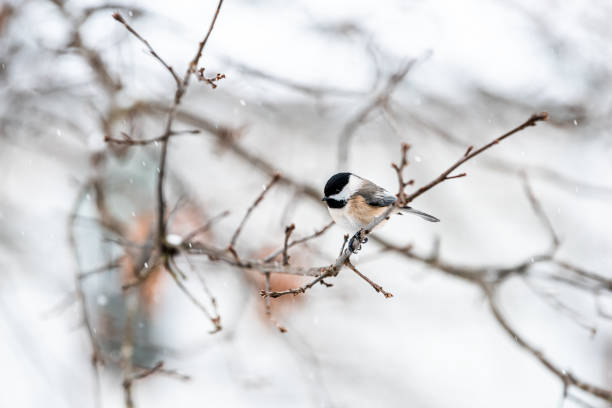istock Small black-capped chickadee, poecile atricapillus, tiny one tit bird perching closeup on tree branch in Virginia during winter snow weather blurry background 1190433759