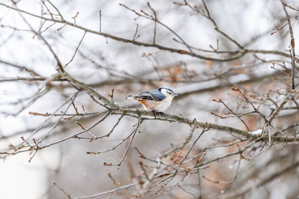 Single white-breasted nuthatch one bird on tree branch during snow oak tree in Virginia white background winter weather