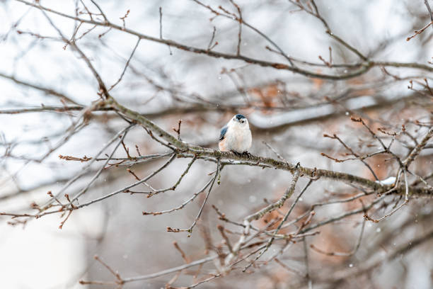 istock Single white-breasted nuthatch bird on tree branch during snow oak tree in Virginia white background winter weather 1190433826