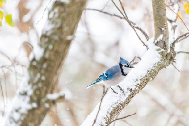 istock Single blue jay Cyanocitta cristata bird perching on tree branch during winter weather snow in Virginia 1190433849