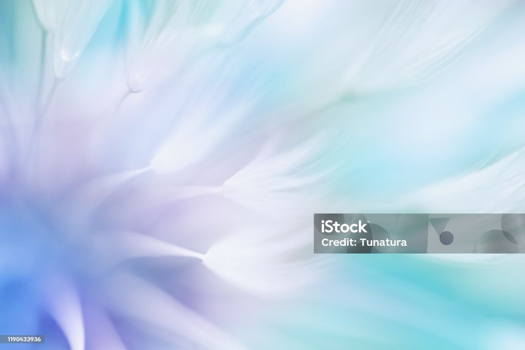 Weicher abstrakter Farbverlauf Hintergrund, abstrakte Löwenzahn - Lizenzfrei Blume Stock-Foto