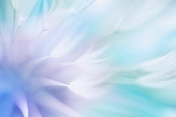 Photo of Soft abstract gradient background , abstract dandelion