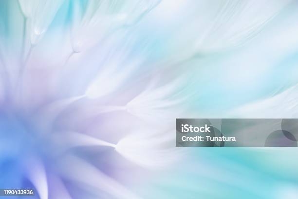 Soft Abstract Gradient Background Abstract Dandelion Stock Photo - Download Image Now