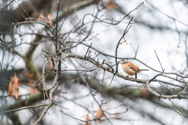 fulvetta (bird) on trees found in the morning In Doi Inthanon National Park