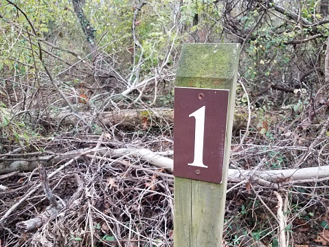 the number 1 on wood post or stake in the forest or woods