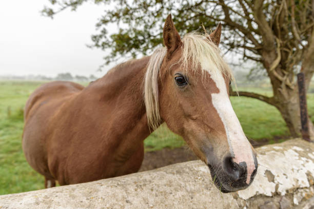 istock Close up of a brown horse, with a light colored mane 1190434059