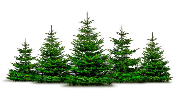 istock Natural christmas fir trees 1190435035