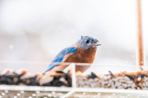 istock Low angle view of wet blue bluebird one bird sitting perching on plastic glass window feeder perch on rainy day eating mealworms in Virginia 1190435176