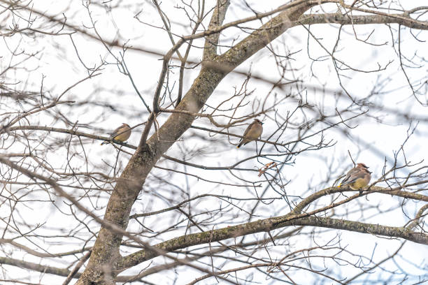 istock Flock of many cedar waxwing birds sitting perching on bare tree branch during winter in Virginia on migration 1190435433